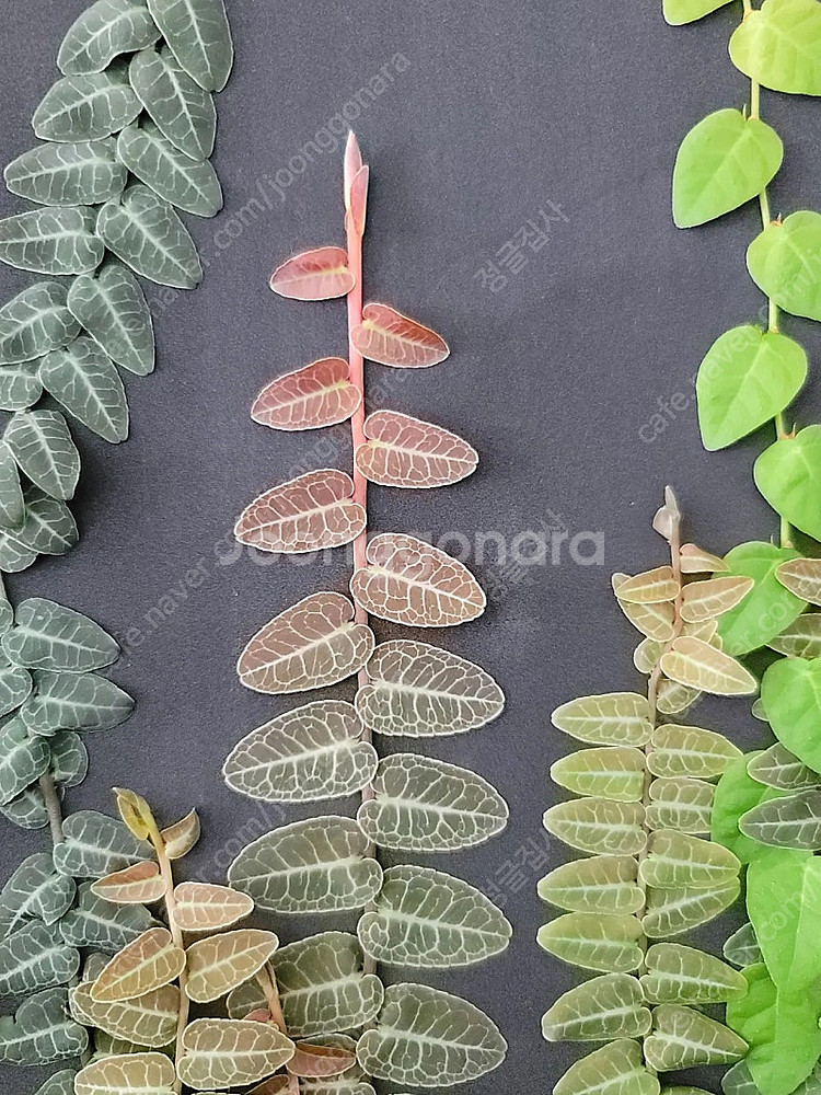 테라리움 비바리움 식물 분양 , 제주애기모람, 블랙메탈 베고니아, 덩쿨 식물, 생수태, 벌레잡이제비꽃 분양--6